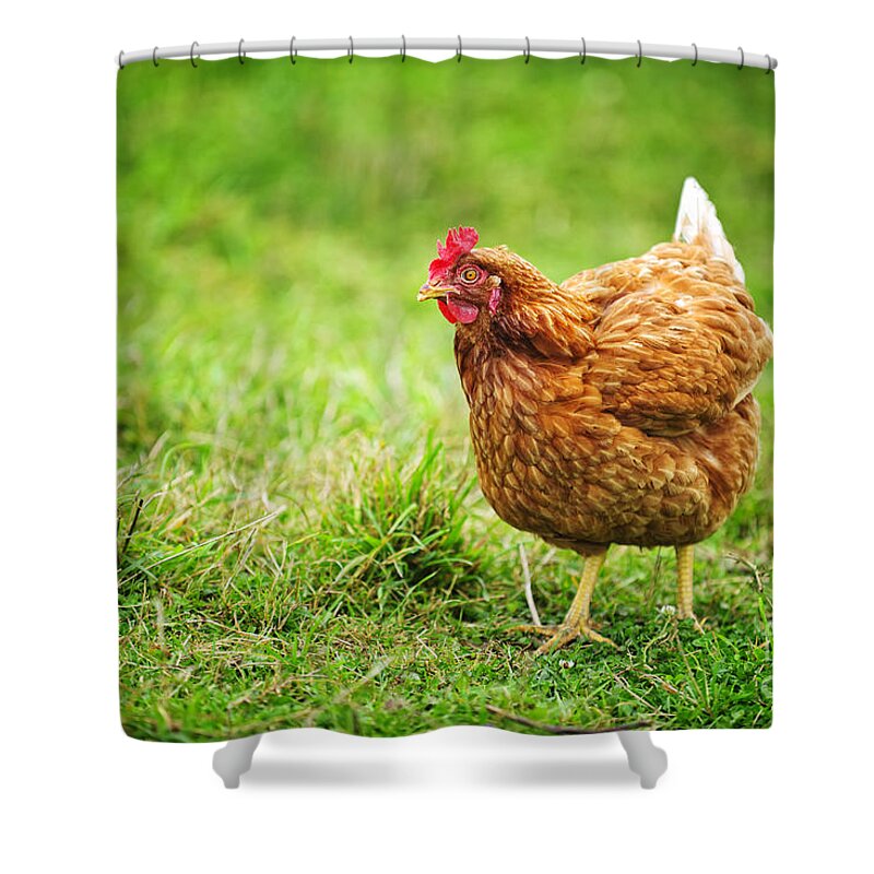 Chicken Shower Curtain featuring the photograph Rhode Island Red Chicken by Elena Elisseeva