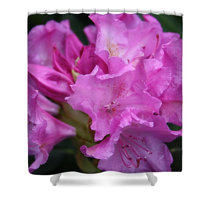 West Virginia Shower Curtain featuring the photograph Rhododendron by William Gambill