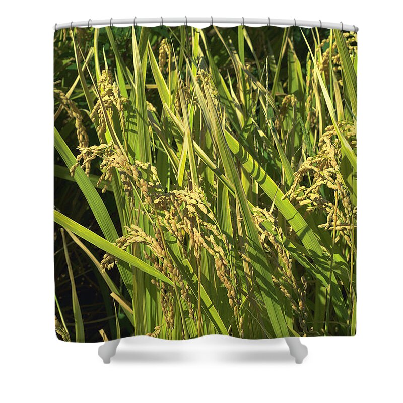 Rice Shower Curtain featuring the photograph Rice by Yuka Kato