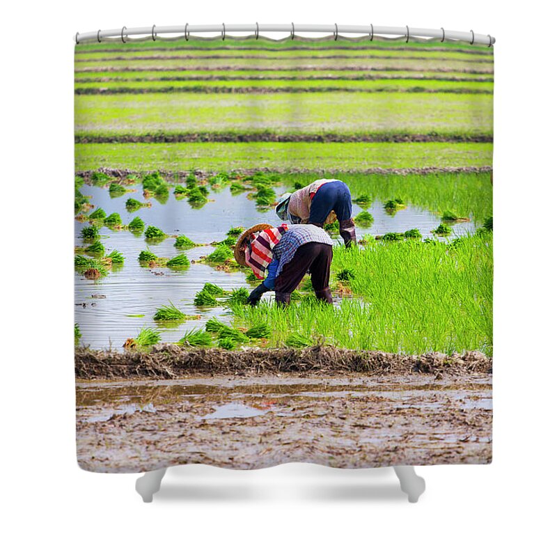 Working Shower Curtain featuring the photograph Rice Transplanting by Jean-claude Soboul