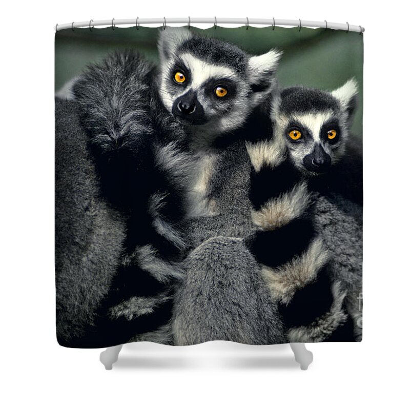 Africa Shower Curtain featuring the photograph Ringtailed Lemurs Portrait Endangered Wildlife by Dave Welling