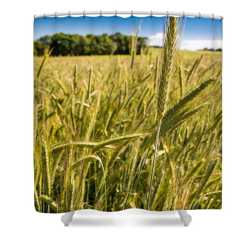 Corn Shower Curtain featuring the photograph Ripe Corn by Andreas Berthold