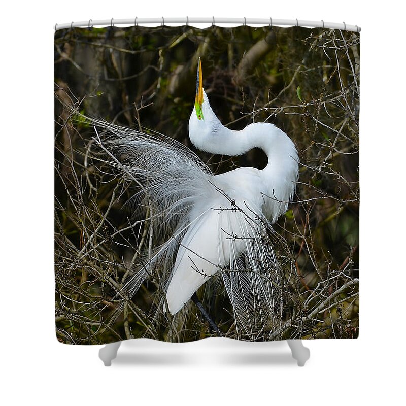 Great Egret Shower Curtain featuring the photograph Rituals Of Courtship by Kathy Baccari