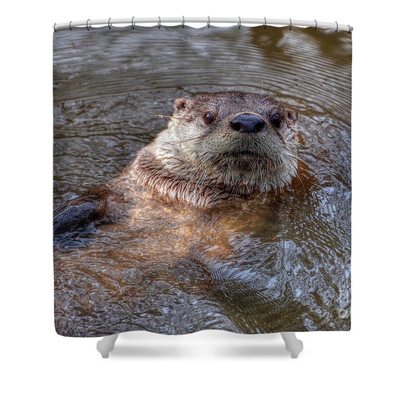 Otter Shower Curtain featuring the photograph River Otter by Kathy Baccari