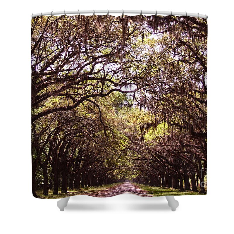 Tree Shower Curtain featuring the photograph Road of trees by Andrea Anderegg