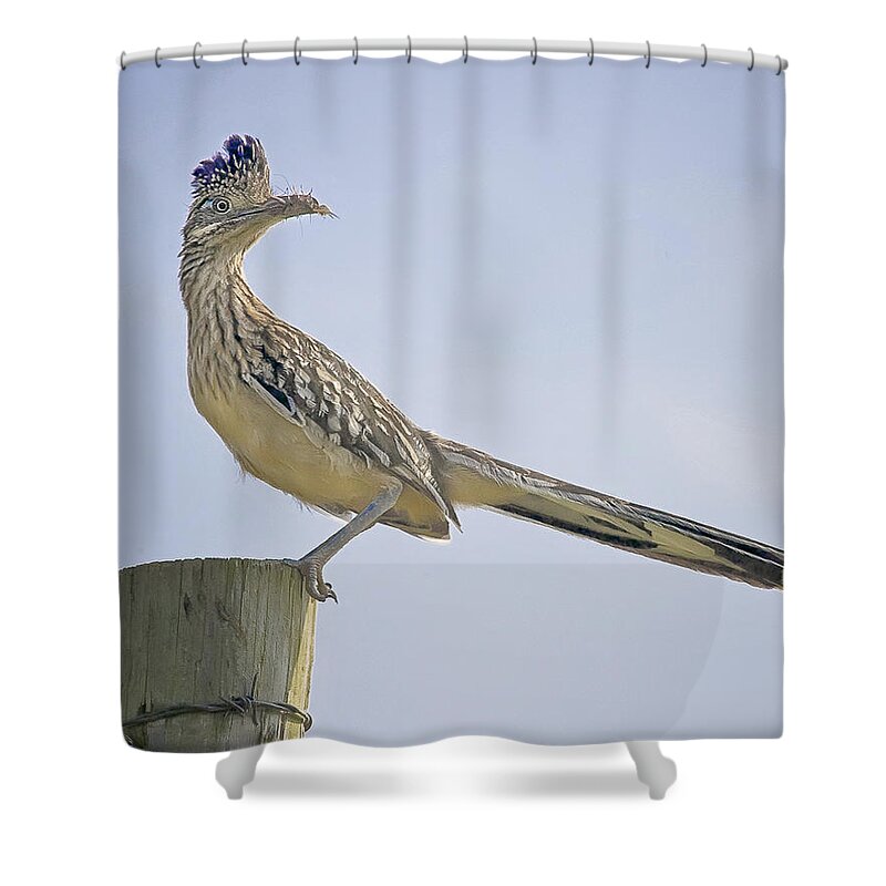 Road Runner Shower Curtain featuring the photograph Roadrunner on Fence Post by Michael Dougherty