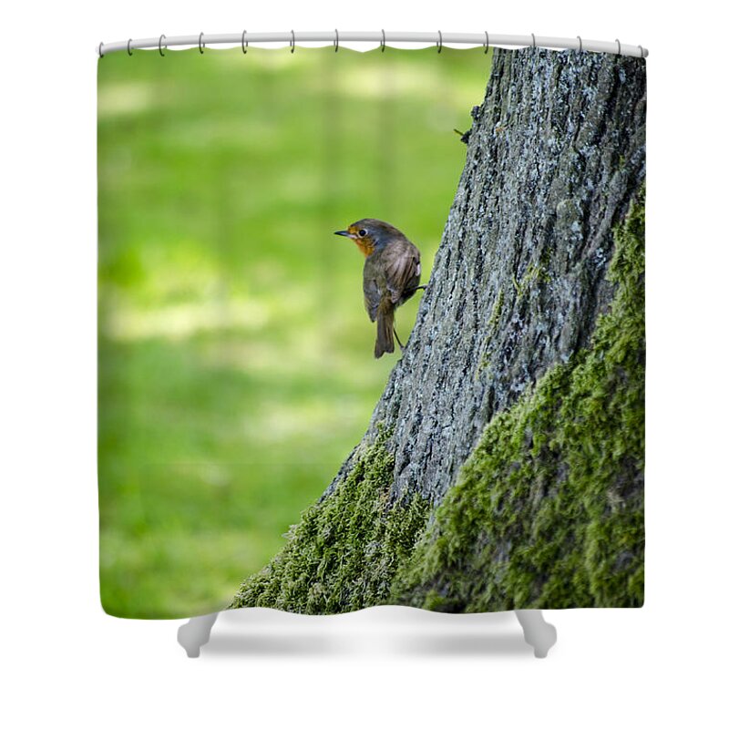 Garden Shower Curtain featuring the photograph Robin At Rest by Spikey Mouse Photography