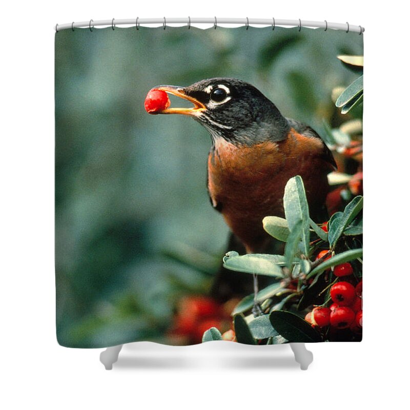 Animal Shower Curtain featuring the photograph Robin Eating Pyracantha Berries by Ron Sanford