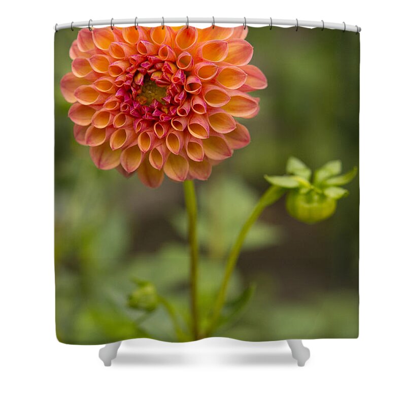 Dahlia Shower Curtain featuring the photograph Robin Hood Dahlia by Joan Wallner