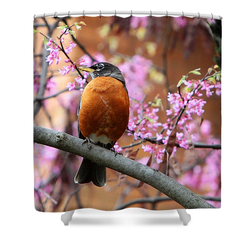 Robins Shower Curtain featuring the photograph Robin in a Red Bud Tree by John Freidenberg