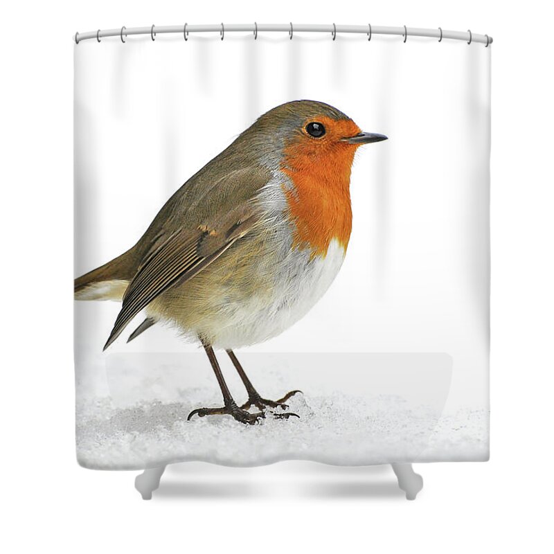 Snow Shower Curtain featuring the photograph Robin by Robert Trevis-smith