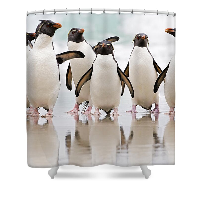 533777 Shower Curtain featuring the photograph Rockhopper Penguin Emerging by Heike Odermatt
