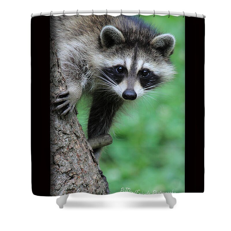 Bandits Shower Curtain featuring the photograph Rocky Racoon by PJQandFriends Photography