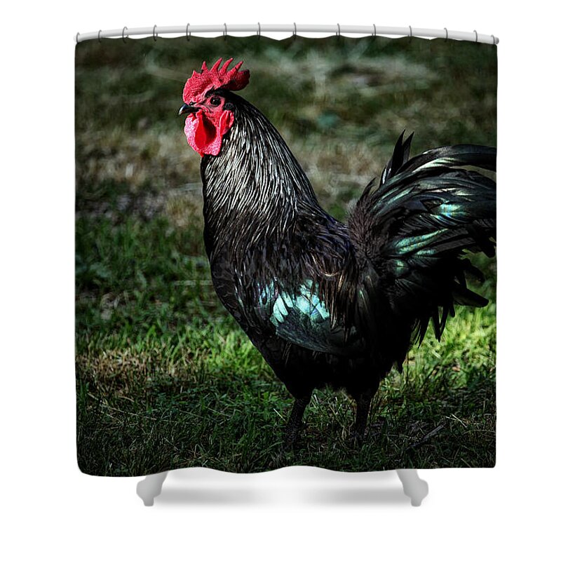 Rooster Shower Curtain featuring the photograph Rooster in Mixed Light by Michael Dougherty