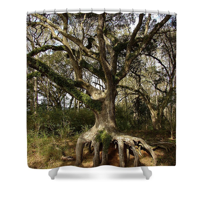 Tree Shower Curtain featuring the photograph Roots by Carl Moore