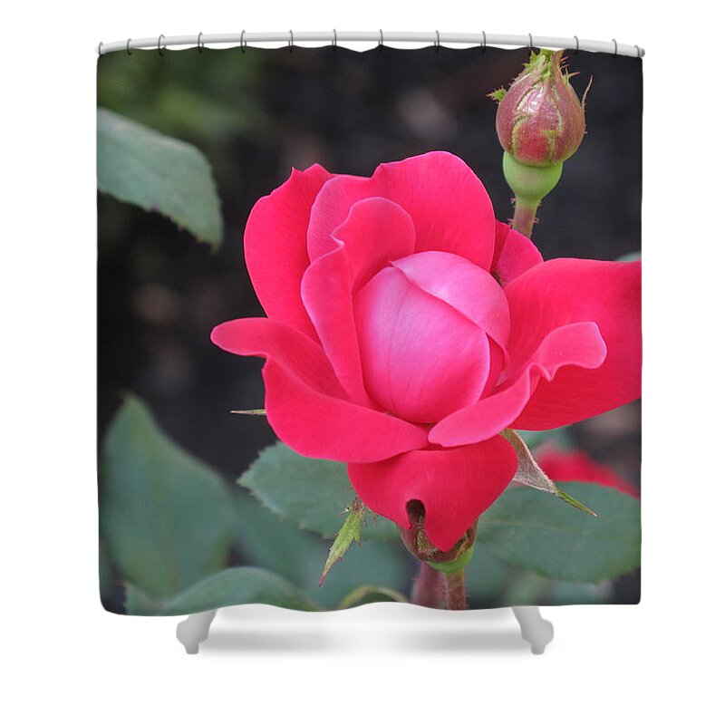Rose Shower Curtain featuring the photograph Ro's Last Rose of Summer by Barbara McDevitt