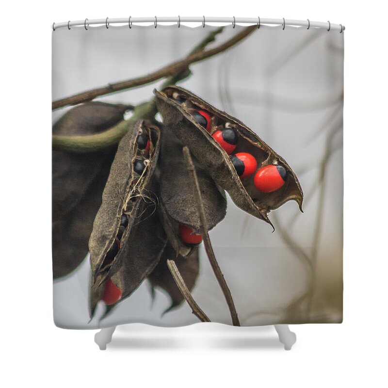 Circle B Bar Reserve Shower Curtain featuring the photograph Rosary Pea by Jane Luxton