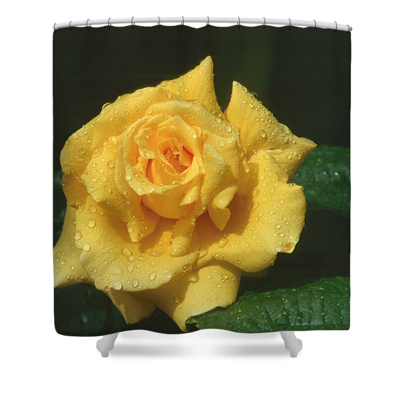 Flower Shower Curtain featuring the photograph Rose 1 by Andy Shomock