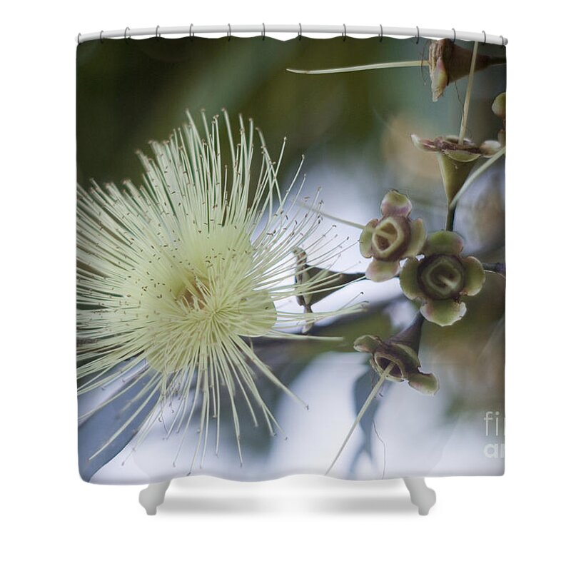 Single Shower Curtain featuring the photograph Rose Apple Blossom by Kerryn Madsen-Pietsch