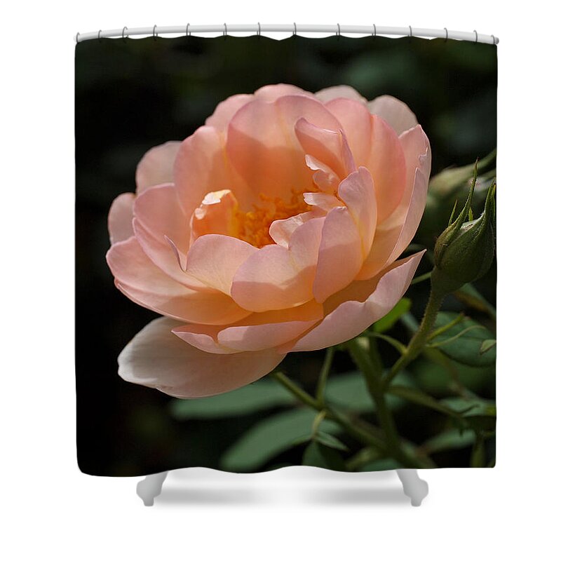 Rose Shower Curtain featuring the photograph Rose Blush by Rona Black