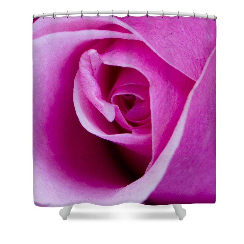 Rose Shower Curtain featuring the photograph Rose by Bob Johnson