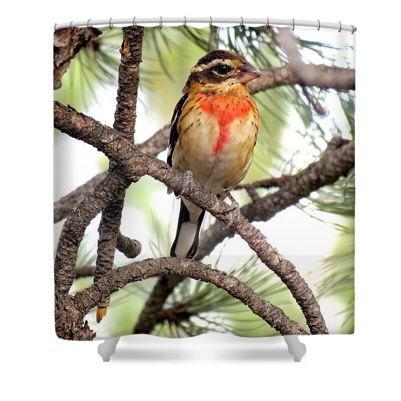 Colorado Shower Curtain featuring the photograph Rose-breasted Grosbeak by Marilyn Burton