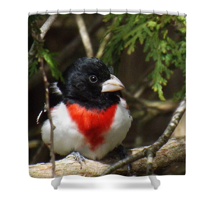 Bird Shower Curtain featuring the photograph Rose Breasted Grosbeak perched by Brenda Brown
