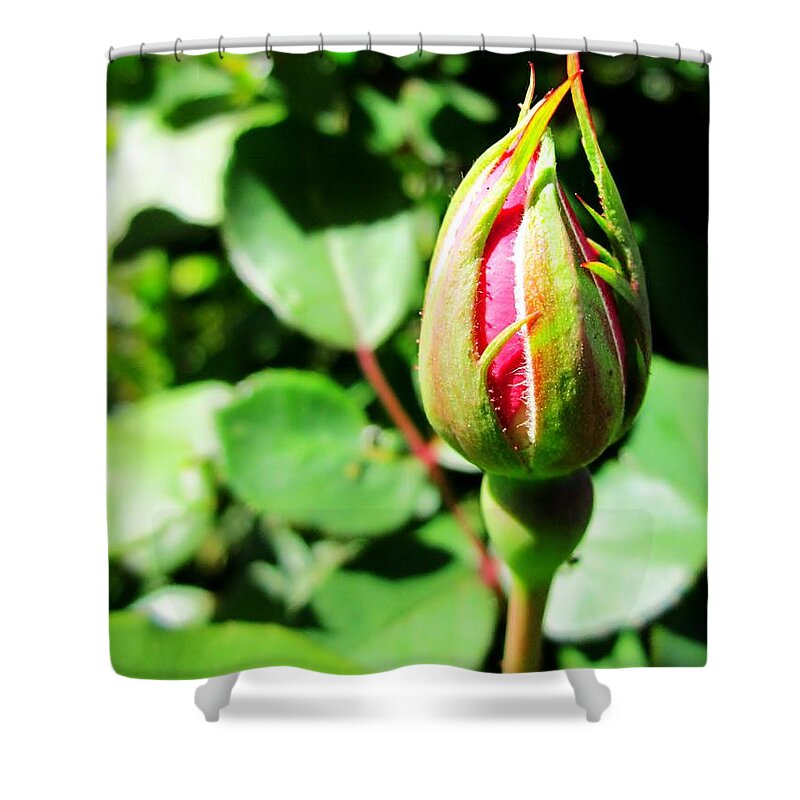 Rose Bud Shower Curtain featuring the photograph Rose Bud by Cynthia Clark