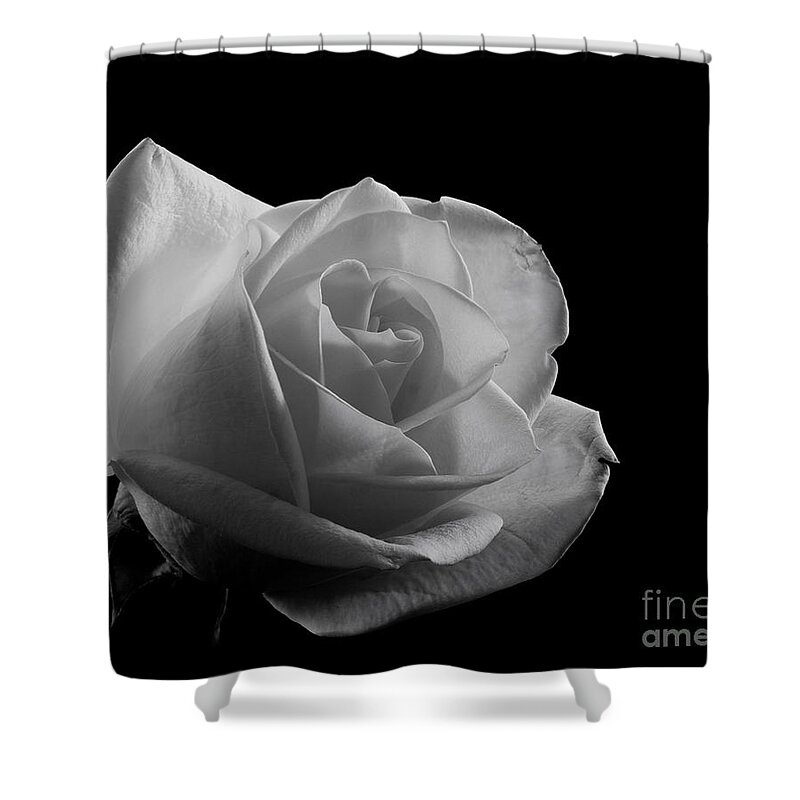 Sandra Clark Shower Curtain featuring the photograph Rose by any Other Name by Sandra Clark