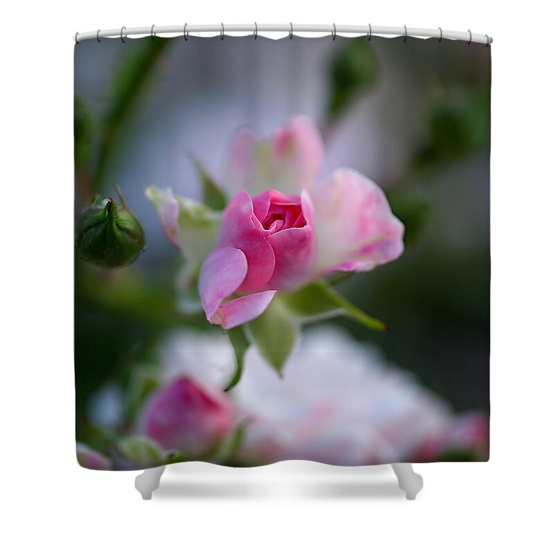 Rose Shower Curtain featuring the photograph Rose Emergent by Rona Black