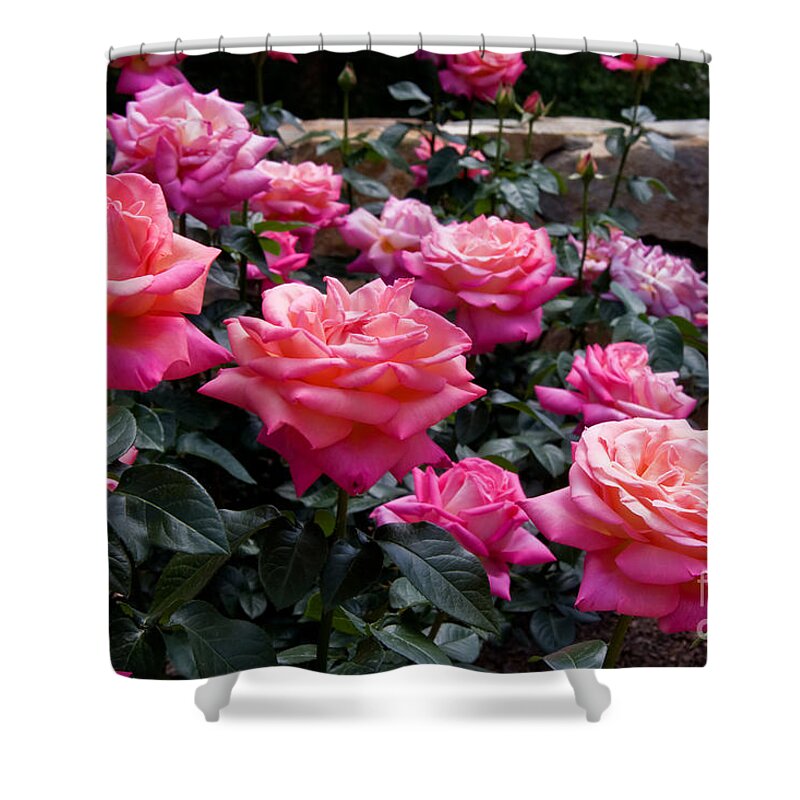 Roses Shower Curtain featuring the photograph Rose Garden by Jill Lang