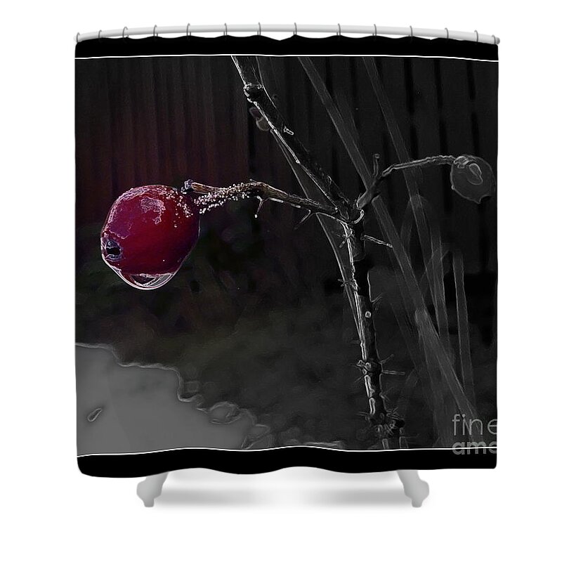 Nature Shower Curtain featuring the photograph Rose Hip and Raindrop by Leone Lund