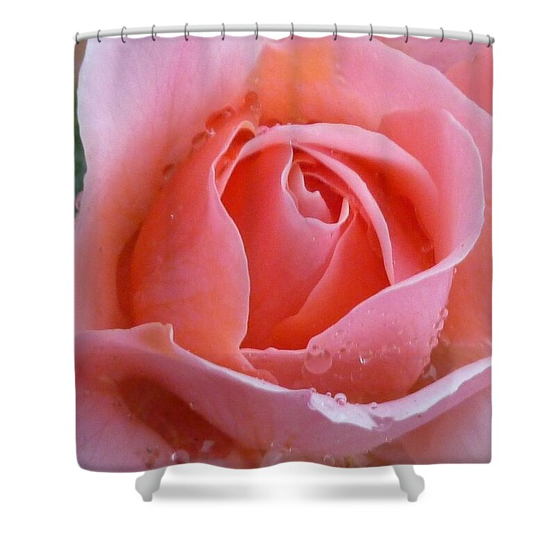 Flower Macro Shower Curtain featuring the photograph Rose in the rain by Lingfai Leung