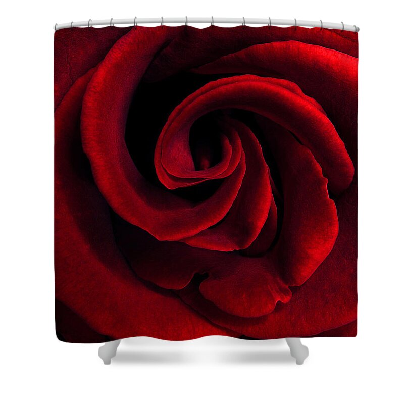 Nature Shower Curtain featuring the photograph Rose' by Joseph Hedaya