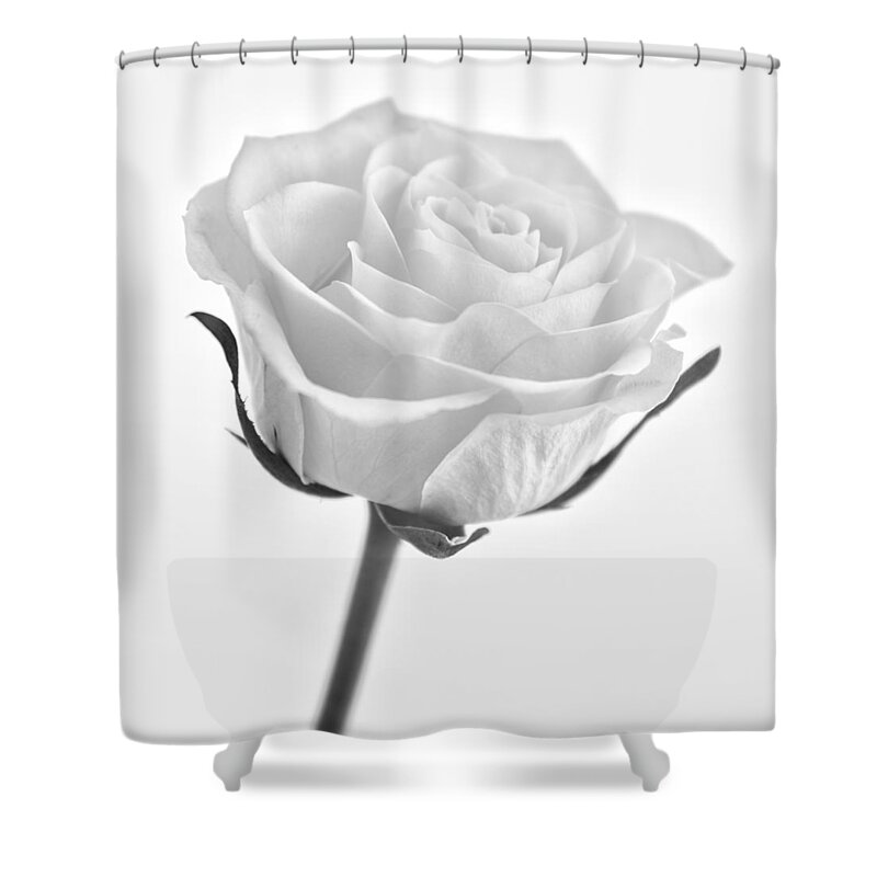 Mono Shower Curtain featuring the photograph Rose by Nigel R Bell