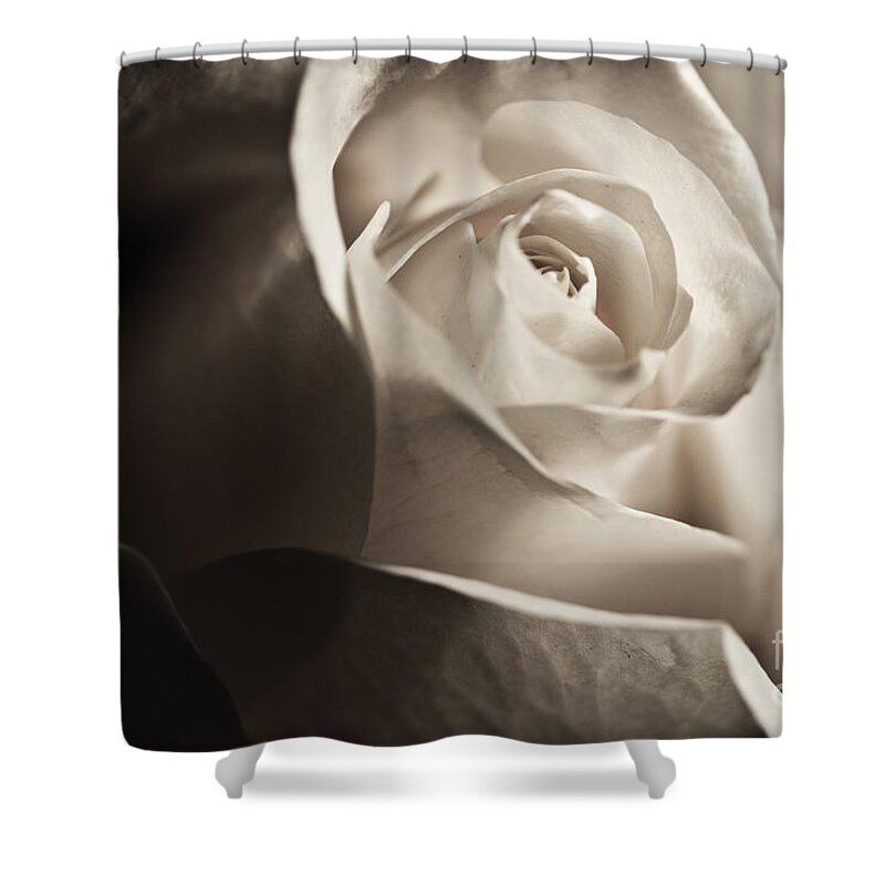 Rose Shower Curtain featuring the photograph Rose of White by Micah May