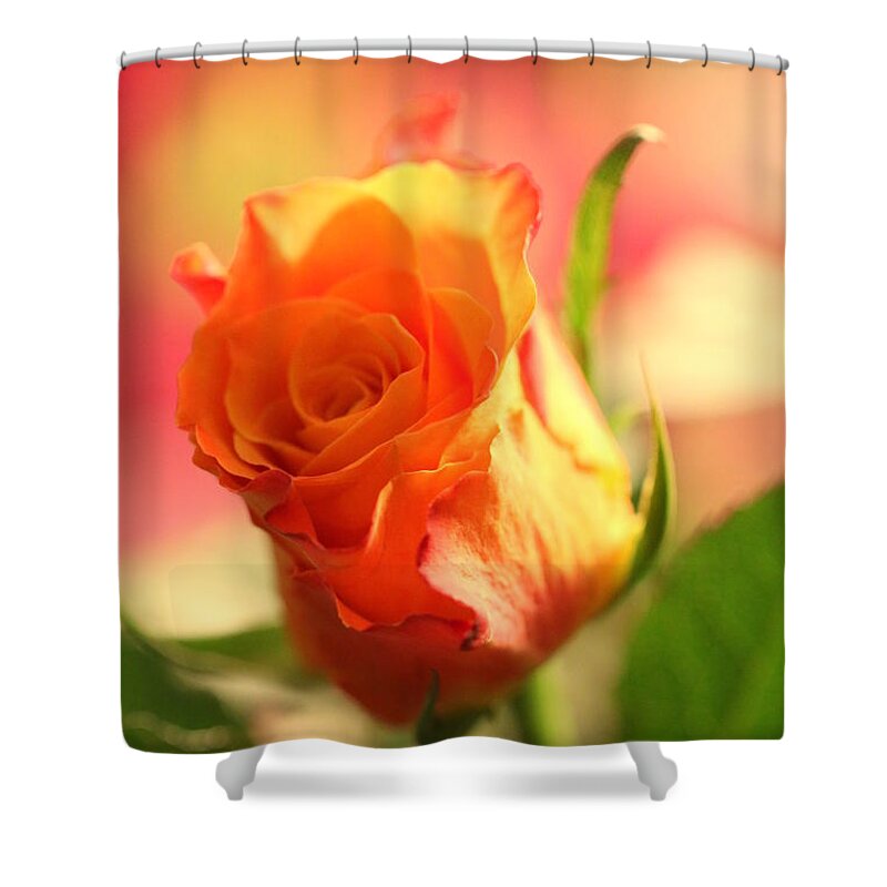 Background Shower Curtain featuring the photograph Rose on pink background II by Amanda Mohler