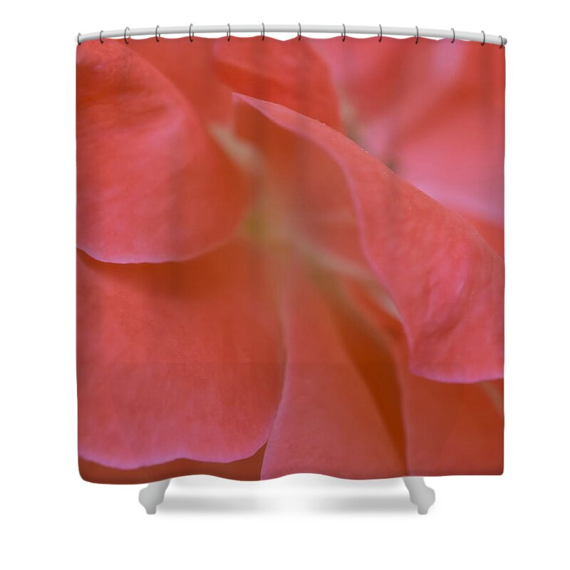 Flower Shower Curtain featuring the photograph Rose Petals by Stephen Anderson