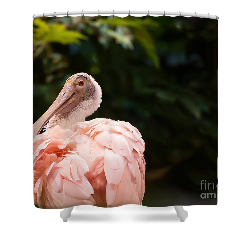 Roseate Spoonbill Shower Curtain featuring the photograph Roseate Spoonbill by Bianca Nadeau