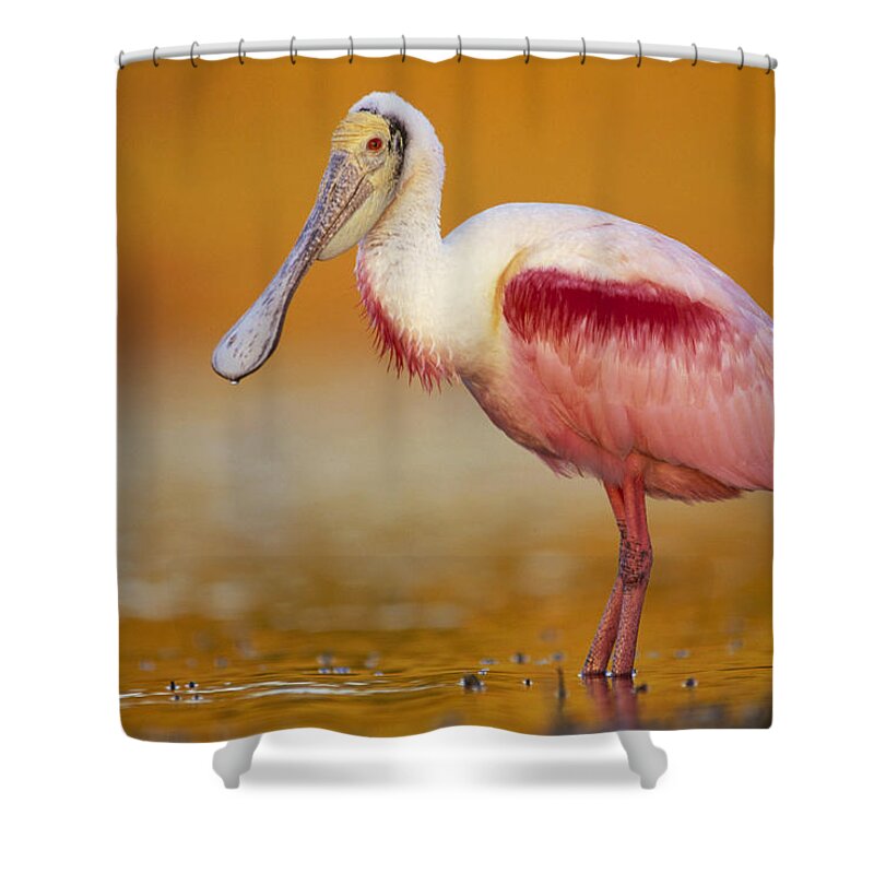 00171406 Shower Curtain featuring the photograph Roseate Spoonbill in Breeding Plumage by Tim Fitzharris