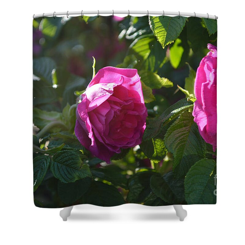 Indiana Shower Curtain featuring the photograph Roses At Sunrise by Alys Caviness-Gober