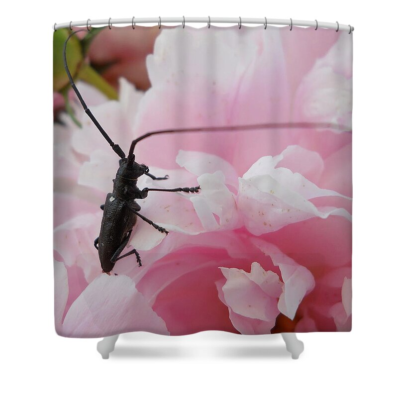 Bug Shower Curtain featuring the photograph Rosey Antenna Reception by Kent Lorentzen