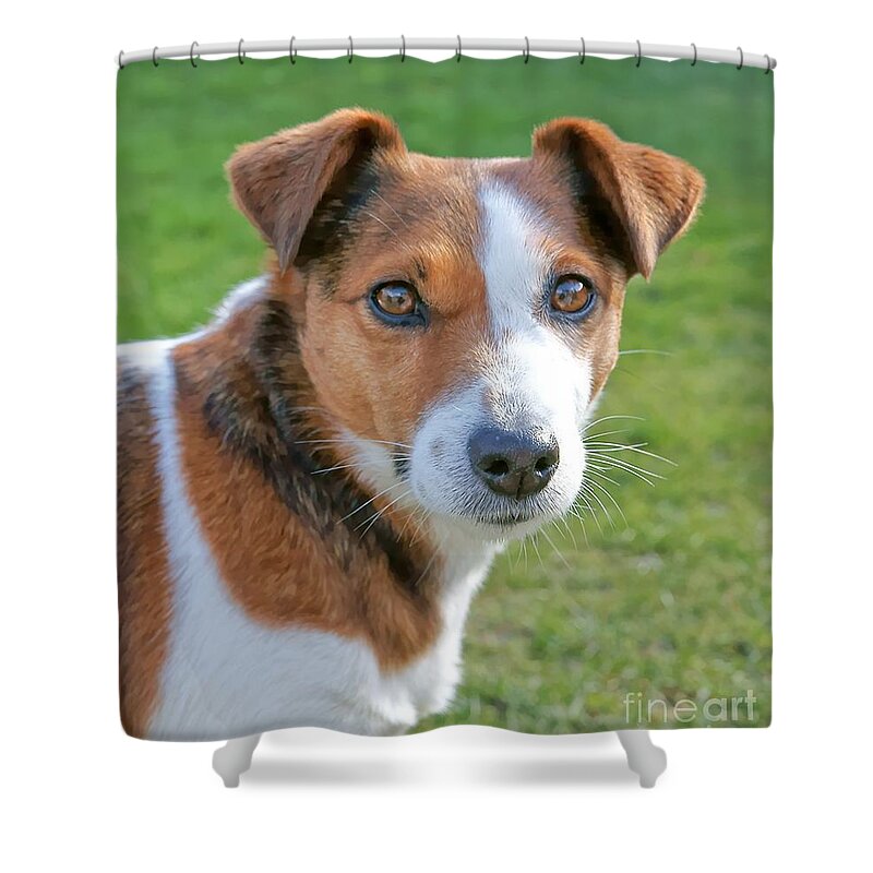 Dog Shower Curtain featuring the photograph Rosie by David Birchall