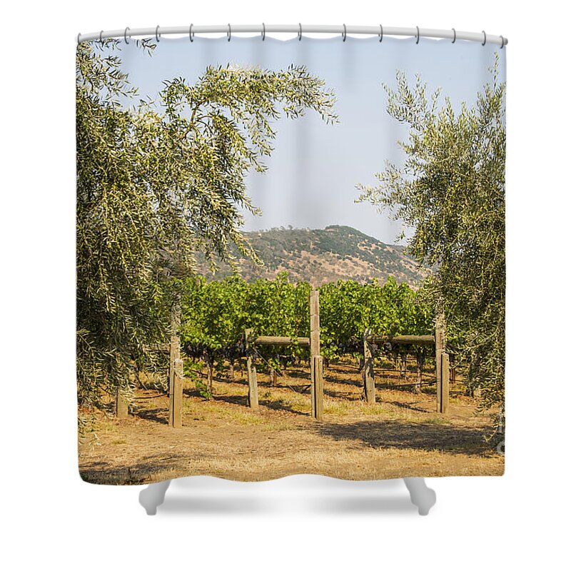 Bunch Cluster Grapes Grape Vine Vines Fruit Fruits Food Foods Olive Trees Olives Tree Round Pond Estates Vineyard Vineyards Napa Valley California Shower Curtain featuring the photograph Round Pond Grapes and Olives by Bob Phillips