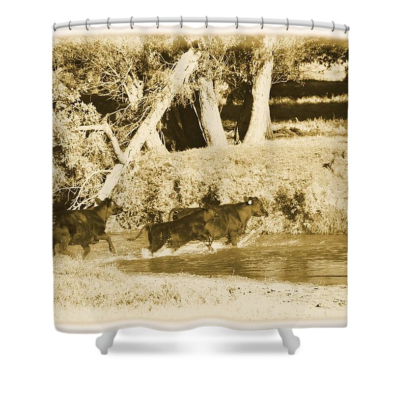 Cows Shower Curtain featuring the photograph Round Up by Bonfire Photography