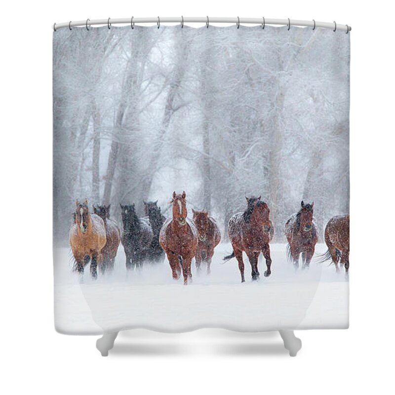 Horse Shower Curtain featuring the photograph Round Up In The Snow by Betty Wiley