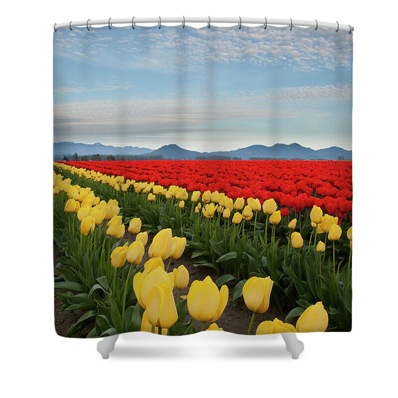 Scenics Shower Curtain featuring the photograph Rows Of Yellow And Red Tulips At Farm by John & Lisa Merrill