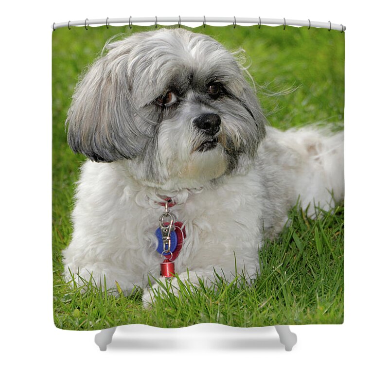 Pet Shower Curtain featuring the photograph Roxey Glamour by Arthur Fix