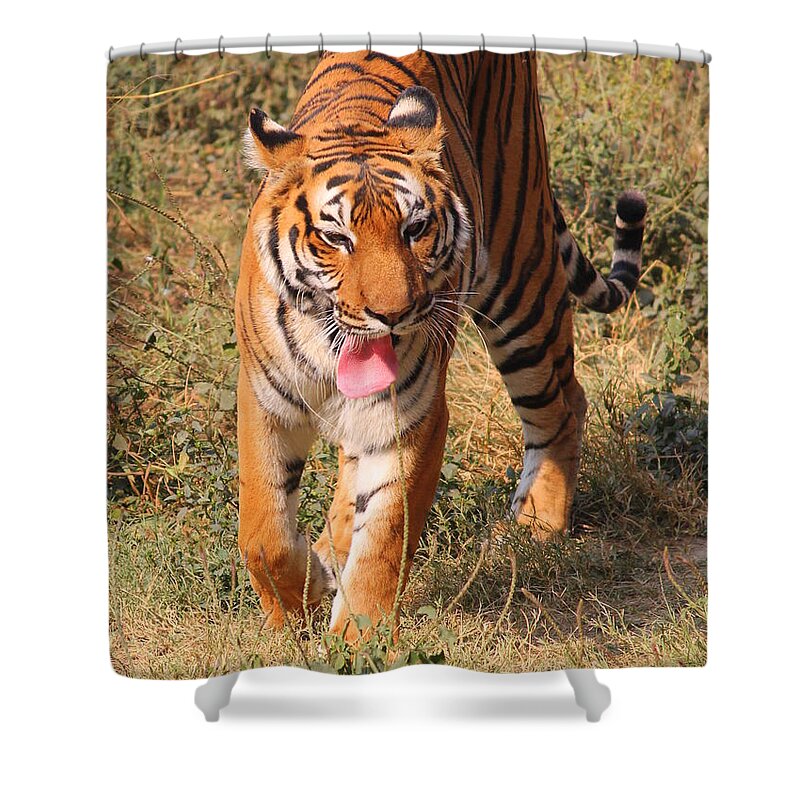 Royal Bengal Tiger Shower Curtain by Arsh Photography 