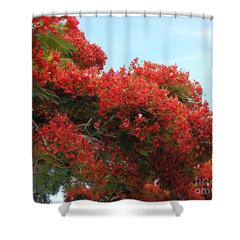 Trees Shower Curtain featuring the photograph Royal Poinciana Branch by Mary Deal